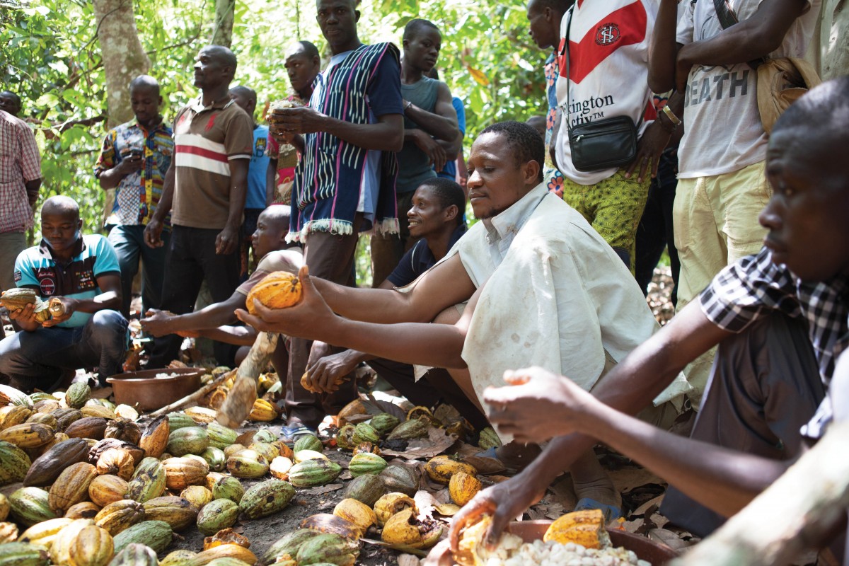 des producteurs de cacao en côte d'ivoire
