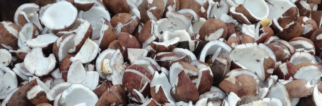 Étude de cas : Coconut Holdings, un catalyseur de la noix de coco responsable au service des producteurs kenyans